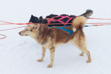 Naklejka premium Sled dogs huskies are harnessed to a sleigh in winter for a trip through the snow