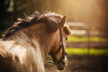 Rear view of a dun beautiful horse with a dark mane and a halter on its muzzle, walking in a meadow...