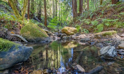 Naklejka na ściany i meble Beautiful landscape, bed of a mountain river with reflection and a stream of clear water in the shade of trees in a California forest