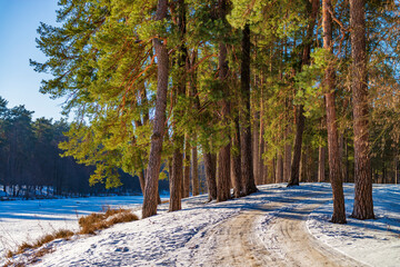 Snoe road in the sunny winter forest.