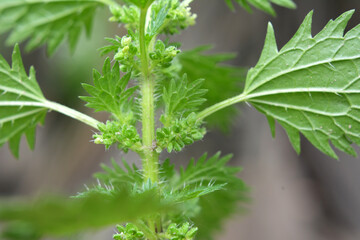 In nature grows stinging nettles (Urtica urens)