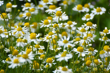 Chamomile blooms in the meadow among the herbs