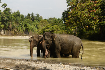 Fototapeta na wymiar Twi elephants enjoy natural river bathing at Tangkahan, North Sumatra, Indonesia.