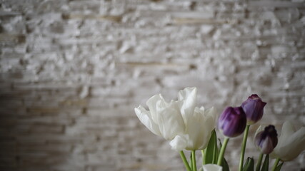 Tulipany białe i fioletowe na tle ściany strukturalnej białej