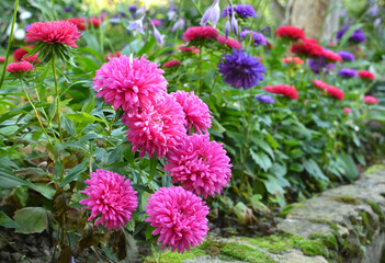 The flower beds grow asters