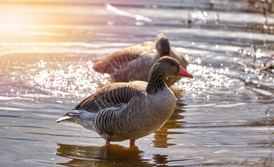 Greylag goose, Anser anser, in shallow water with the yellow glow of the sun in the background