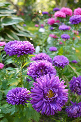 The flower beds grow asters