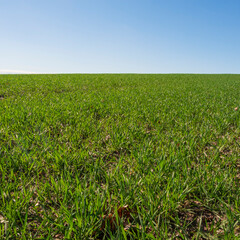 Green field and blue sky