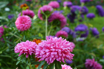 The flower beds grow asters