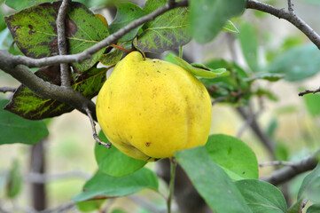Quince ripens on the branch of the bush