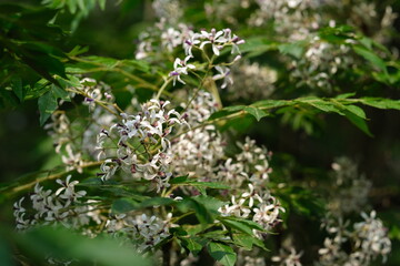 close up white chinaberry flowers with green tree leaves under sunlight. Melia azedarach L.