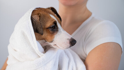 Woman wipes jack russell terrier with a towel after washing on a white background. The groomer dries the dog's hair with a terry towel
