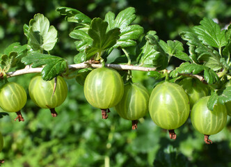 Branch of gooseberries with berries