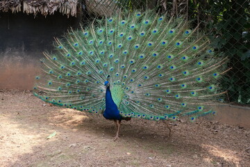 Obraz premium peacock spreading splendid tail under sunshine