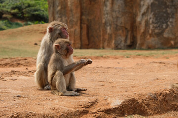 wide shot of mother monkey and her child sitting on ground