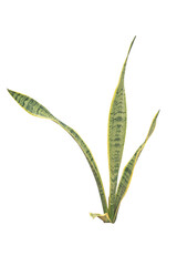 Snake plant isolated this has clipping path.