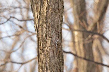 Fototapeta premium 真冬の北海道の森の中、餌を探すキバシリ