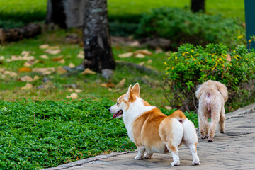 Chubby Welsh Corgi and poodle dog playing at outdoor park