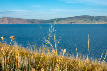 Fescue close-up on the background of the river and mountains. Selective focus