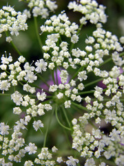 Small white flowers on a green background. Gypsophila
