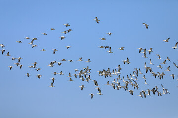 Large flock of Snow Geese, Chen caerulescens, flying