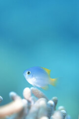 Obraz na płótnie Canvas blue tropical fish from philippines sea