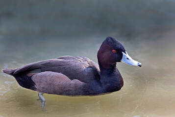 Close up view of a male Southern Pochard, Netta erythrophthalma