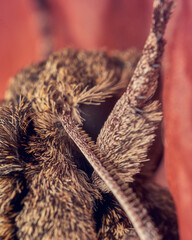 Newly hatched tomato moth on wall board