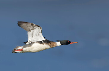 Male Red-breasted Merganser, Mergus serrator, in flight
