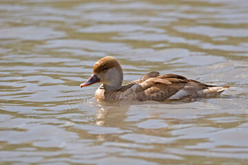 Female Red-crested Pochard, Netta rufina, resting on the water
