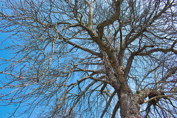 Ramas secas y sin hojas de un árbol durante el invierno