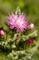 Close up flower macro photography
