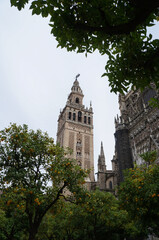 Fototapeta na wymiar Giralda tower of the Seville Cathedral with trees in foreground, Spain