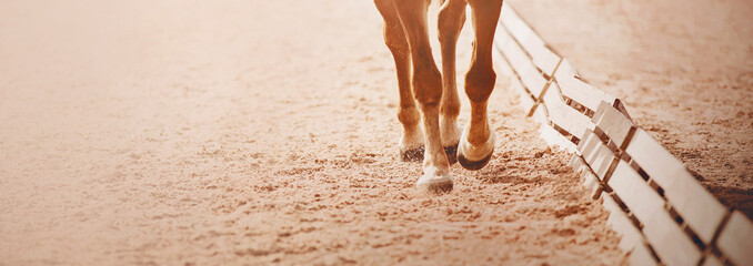 The legs of a fast sorrel horse, trotting through the arena,  which hooves treading on the sand in...