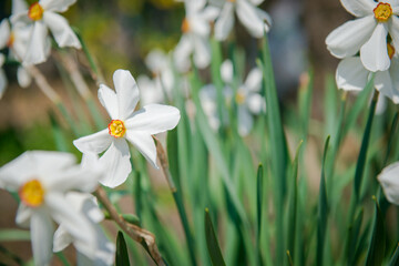 White garden daffodils. Natural flowers daffodils growing in the garden.    Narcissus also known as...