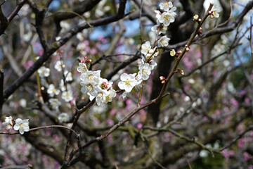 白色の梅の花