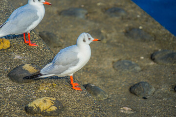 かもめの群（勝島運河）