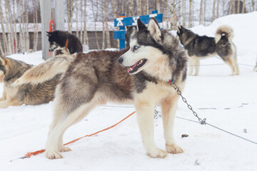 Sled Dogs huskies rest in the snow before sledding in winter