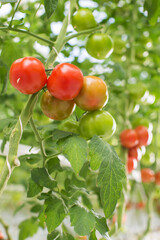 Green and red Tomatoes farm