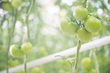 Green and red Tomatoes farm