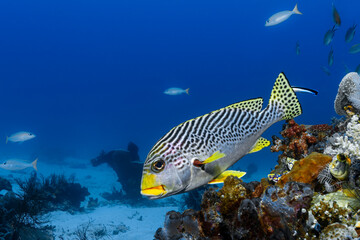 Diagonal-Süsslippe (Plectorhinchus lineatus) über einem Korallenriff