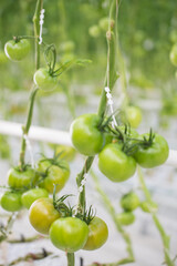 Green and red Tomatoes farm