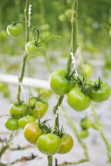 Green and red Tomatoes farm