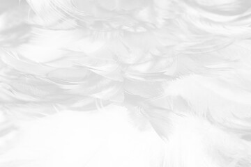 white feather texture background,pastel soft fur for baby to sleep.