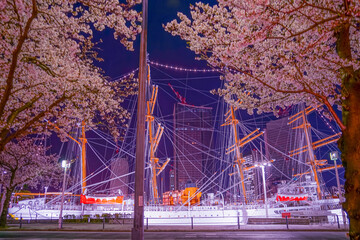 横浜みなとみらいの夜桜と帆船日本丸
