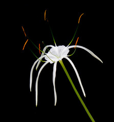 hymenocallis speciosa, the green-tinge spiderlily, a white flower plant isolated on black background. a pretty fresh flower in nature.