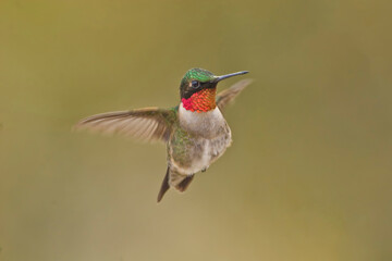 In flight male Ruby-throated Hummingbird, Archilochus colubris