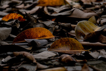 pile of dry leaves scattered on the ground. some yellow leaf among the brown leaves. a close-up shot of dry leaves in the backyard. autumnal leaves.