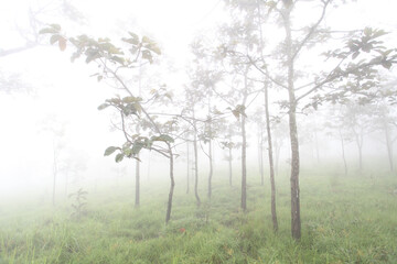 Krachiew flowers on a foggy day in Pa Hin Ngam National Park in Thailand