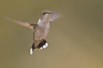 In flight female Ruby-throated Hummingbird, Archilochus colubris